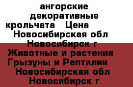 ангорские декоративные крольчата › Цена ­ 1 000 - Новосибирская обл., Новосибирск г. Животные и растения » Грызуны и Рептилии   . Новосибирская обл.,Новосибирск г.